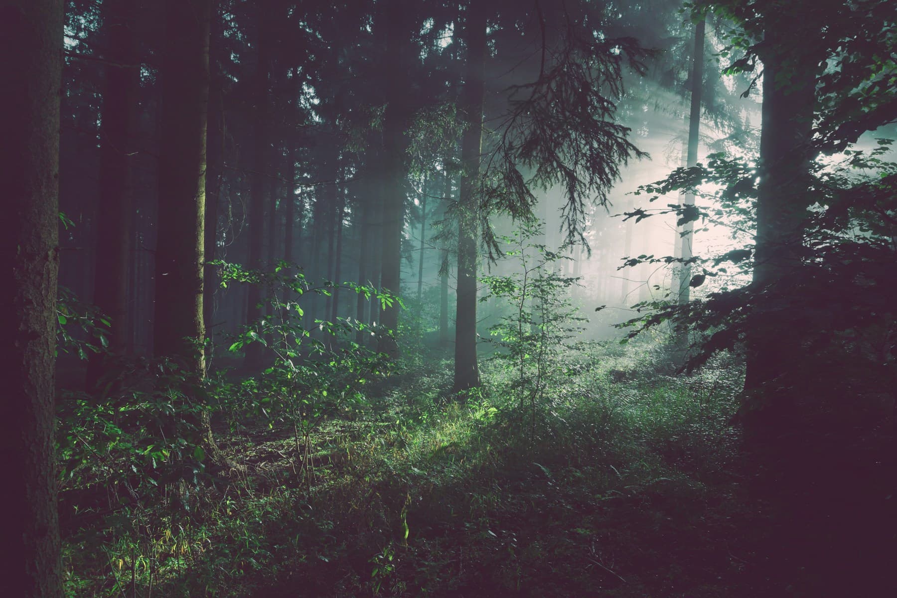 Forest canopy in filtered light