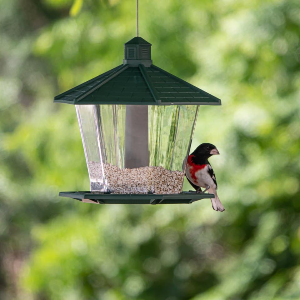 Garden Bird Feeder